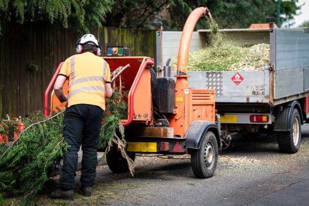 Best Tree Stump Removal  in Bridgewater Center, NJ